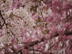ソメイヨシノと枝垂れ桜