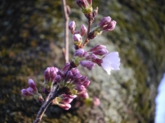 疎水・桜