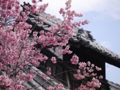 長徳寺・オカメ桜