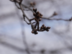 鴨川の桜（つぼみ）