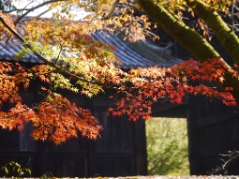 南禅寺三門前の紅葉(2017/11/5)