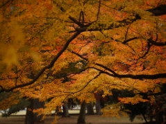 京都御所(20171121)