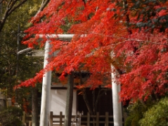 宗忠神社(20171201)