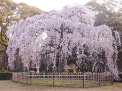 京都御所の枝垂れ桜(20180325)