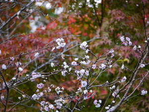 寒桜と紅葉(20181117)