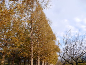 メタセコイア並木(20181222)