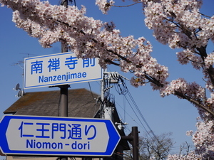 通りの看板と桜(20190310)