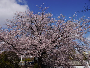 冷泉通りの桜(20190407)